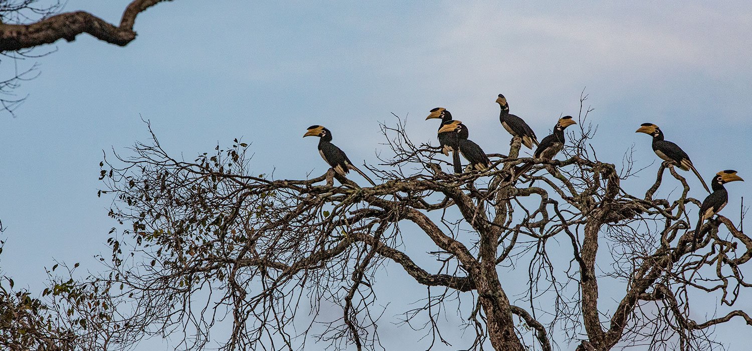 Wilpattu birdlife among the forest canopy.