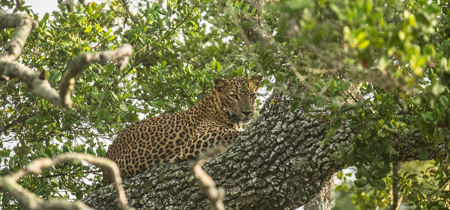 Leopard resting among the trees