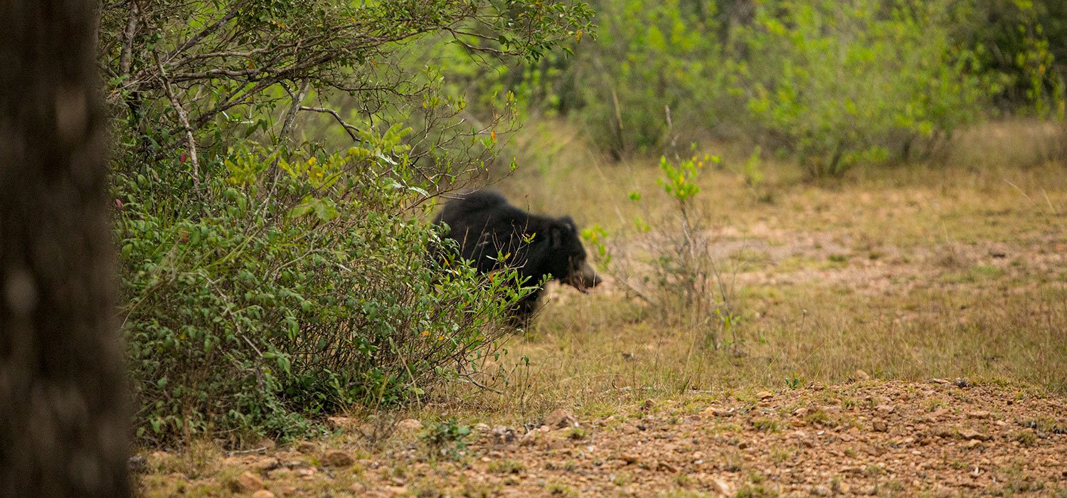 A sloth bear moving through dense forest undergrowth.