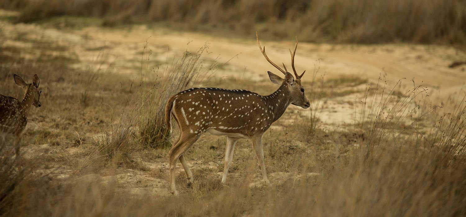Spotted deer watching from the edge of the forest.